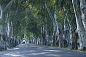Eukalyptusbaumallee Griechenland