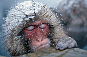 Japanische Makacken schlafen in heißem Pool, Schneeaffe, Japanischen Alpen, Japan