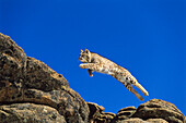 Bob Cat leaping, Felis rufus, North America