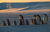 Kaiserpinguine mit Küken, Antarktis