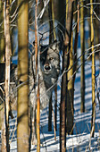 Wolf in forest, Canis lupus, Winter