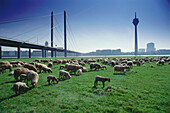 Flock of sheep on meadow beside Rhine, Duesseldorf, North Rhine-Westphalia, Germany