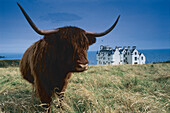 Highland cow in front of Dunbeath Castle, Caithness, Scotland, Great Britain