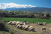 Schafherde, Sierra Nevada Spanien