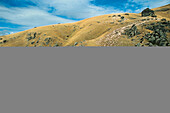 Schäfer mit Schafherde, Neuseeland