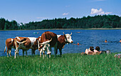 Cows beside bathing women at lake, Bavaria, Germany