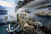Interior view of a room full of different skeletons