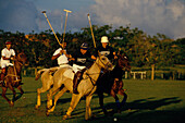 Polo, Casa de Campo, La Romana, Dominikanische Republik Karibik