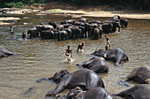 Badende Elefanten, Ma Oya River, Pinnawela, Sri Lanka