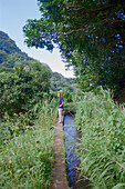 Irrigation canal, Rainforest, Martinique, Caribbean