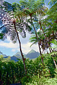 Jardin Balata, botanic garden with tree fern, volcanos in the background, Martinique, Caribbean, America