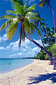 Sandy beach with palm trees in the sunlight, Pointe de Salines, Martinique, Caribbean, America