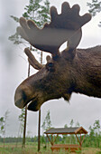 Elk, Smaland, Sweden