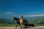 Alter Mann auf Esel, Ziegen, Sizilien Italien