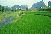 Reisfelder, bei Hanoi, Vietnam Stuertz /Seite 119 oben