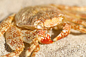 Crab in sand, animal crab