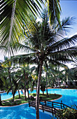 Swimmingpool with palm trees, landscape palmtree