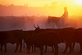 Cattle Station, South Australia Australia