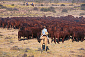 Cattle Station, South Australia Australia