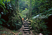 Rainforest , Blue Mountains, New South Wales Australia