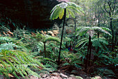 Rainforest, Wollemi NP, New South Wales Australia