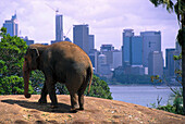 Elefant, Taronga Zoo, Sydney , NSW Australien