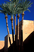 Palmen vor dem Festungswall des Badii Palastes, Marrakesch, Marokko, Afrika