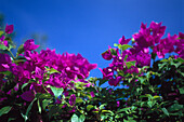 Bougainvillea blossom in front of blue sky, Rio de Janeiro, Brazil, South America, America