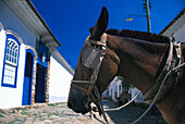 Horse's head in front of a bright white house of the colonial town of Paraty, Costa Verde, Brazil