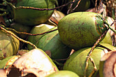Fresh coconut, Cruz Bay, St. John US-Virgin Island, Caribbean