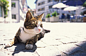Katze liegt in der Sonnen, Arbon, Bodensee, Schweiz, Europa