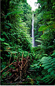 Jungle, Vanuatu, Polynesia, Asia