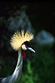 Vogelpark, Hotel Stella, Jandia, Fuerteventura, Kanarische Inseln Spanien