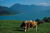 Kuhweide am Wallberg, Tegernsee, Bayern Deutschland