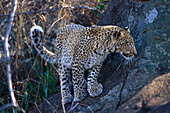 Leopard, Krüger NP, South Africa-