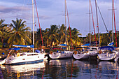 Sailing boats at harbour in front of palm trees, Spanish Town, Virgin Gorda, British Virgin Islands, Caribbean, America