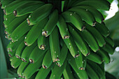 Bananenstaude auf einer Plantage, Tazacorte, La Palma, Kanarische Inseln, Spanien, Europa