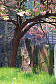 Grabsteine unter blühendem Baum, Manhattan, New York, USA, Amerika