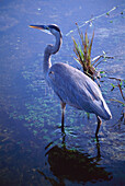 Egret in the Everglades, Everglades National Park, Florida, USA