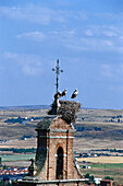 Stork's nest on a steeple, Avila, Castilla, Spain, Europe