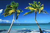 Palm trees on the beach in the sunlight, Las Terrenas, Samana peninsula, Dominican Republic, Caribbean, America