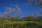 Mandelblüte, Mallorca, Spanien