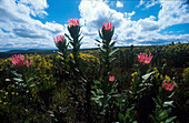 Protea Blumen, Nationalpflanze Suedafrika