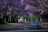 Jacarandabaum, Pretoria Suedafrika