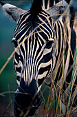 Zebra, Hluhluwe, Umfolozi Park Suedafrika
