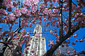 Kirschblüte, Woolworth Building, New York City, USA