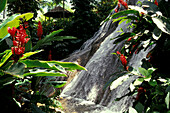 Shaw Park Gardens, Distr. St. Ann, Ochos Rios Jamaika, Karibik
