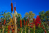 Indian Summer, Neu-England, USA