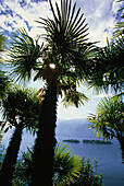 Palm trees at lake Maggiore, Ticino, Switzerland, Europe