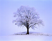 Baum mit Raureif, Oberbayern, Bayern, Deutschland